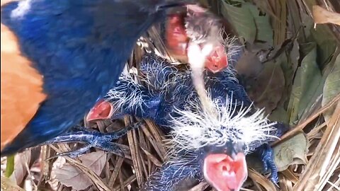 Mother bird mistakes other birds for food!