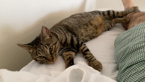 Toyger looking child