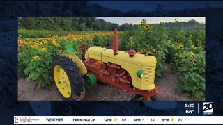 DeBuck's Sunflower Farm opens with Sunflower Festival