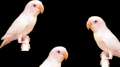 lovebirds Ethereal Beauty Albino RedEye birdslove birdsloverforave