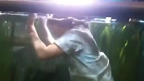 Lady swims in fish tank