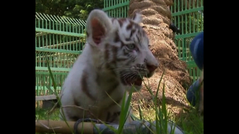 Rare White Bengal Tiger Cub