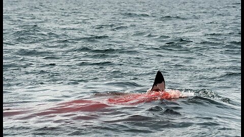 22 Ft Great White Attacks Diver