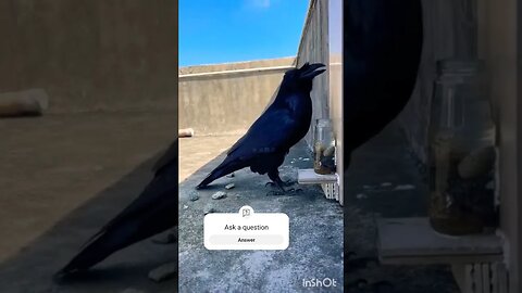 #crow #shorts#video #animalssounds #video