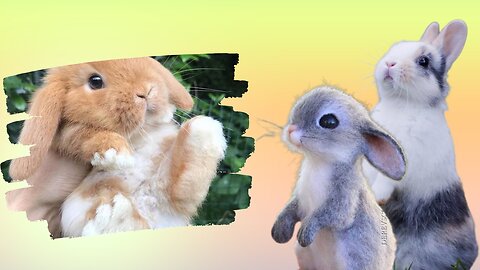 Adorable Bunny Rabbit Moments You Can't Resist