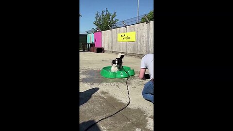 Rescue Dogs Cool Down In Summer Heat With Pool Party