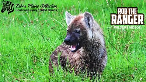 Amboseli Hyena Finds Food In The Swamp | Zebra Plains Safari