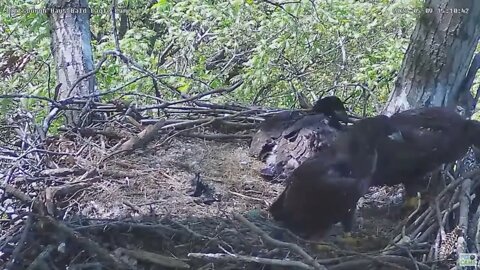 Hays Bald Eagles H16 Stands on Top Of the Baby Gate 2022 05 09 15:10