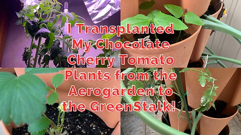 Transplanted Those Tomatoes from My Aerogarden into My Greenstalk Outside