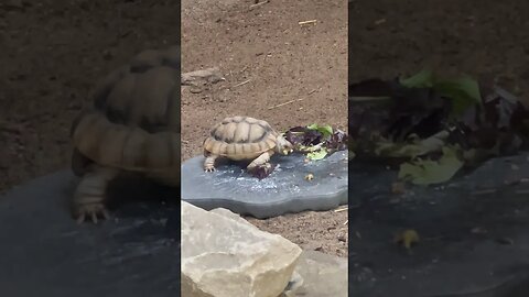 This is ADORABLE! 🐢 #shorts #turtle #egyptian