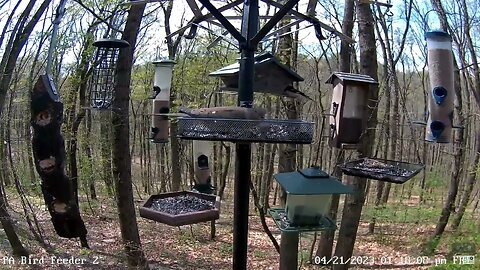 First rose-breasted grosbeak if the 2023 season 4/21/2023