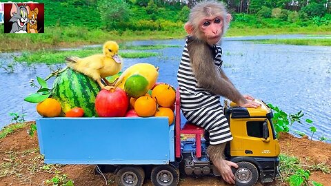 Farmer monkey BiBi obedient take care of her friends