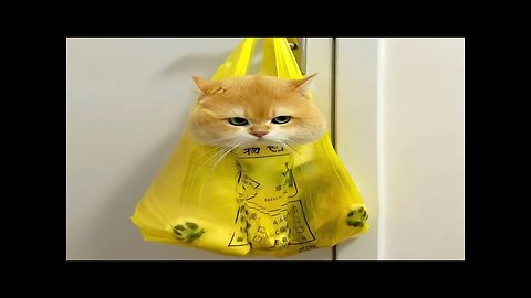 FUNNY CAT MEMES COMPILATION OF 2023 V30