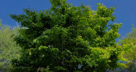 A Great Medium-Sized Tree: Persian Ironwood (Parrotia Persica)