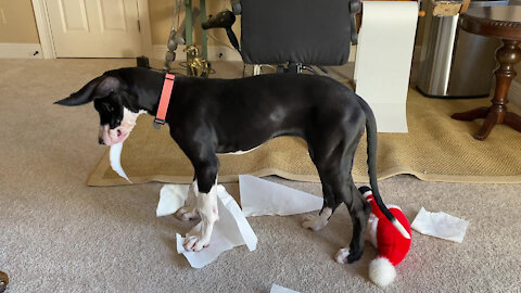 Great Dane Puppy Enjoys First Paper Towel Arts And Crafts Project