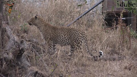 Leopard Family, Part 9