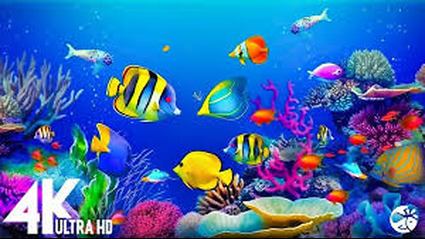 Underwater World 4K ULTRA HD — Water Life, Sea Water Animal and Coral Ree Best Footage Under Wate