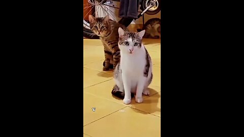 cat Funny video rumble