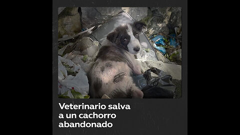 Cachorro abandonado se salva gracias a un veterinario