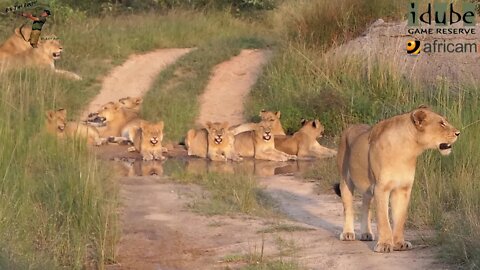 Daughters Of The Mapogo Lions - Rebuilding The Othawa Pride - 52: Stunning Sighting