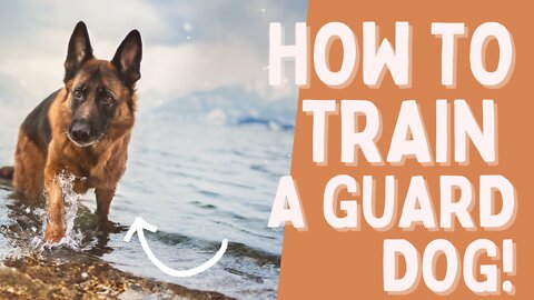 How to Train a Guard Dog - Step by Step