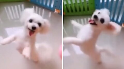 Puppy Dancing to The Beat!