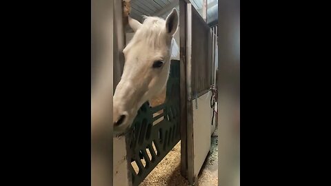 Michael Bisping feeding his new horse Mikey