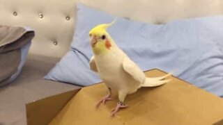 Cockatiel tap dances on cardboard box