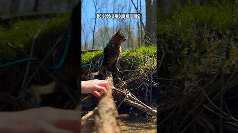 Noodle in the river! | Cuest Cat Ever ❤️🤣 #shorts #cats #cutecats #bestcats #trainedcats #adley