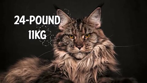 The BIGGEST CAT BREEDS In The World