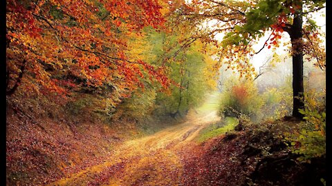 Nature Stock Footage Royalty