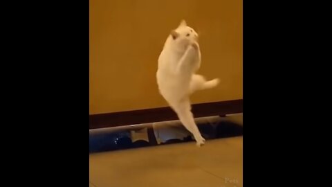 Top Funny Cat Videos Of The Week - Try Not To Laugh