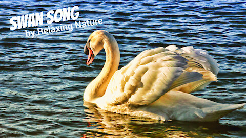 Swan Song - 60 minutes of Beautiful, Relaxing Music for Study, Work, Meditation, Sleep