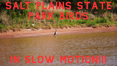 SALT PLAINS STATE PARK BIRD WATCHING / Slow Motion Birds Flying!!!