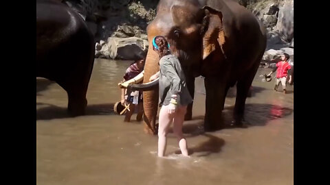 Crazy Elephant Attack