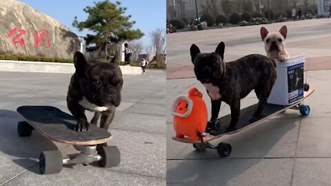 This Pug knows how to skateboard | SpyPets