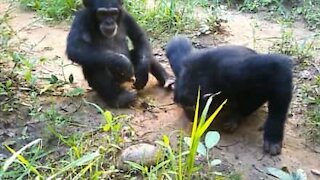 Ébahis, ces chimpanzés découvrent une tortue