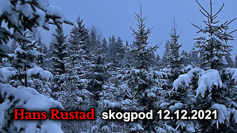 Skogpod 12. desember, 2021: Orkestrerte bevegelser