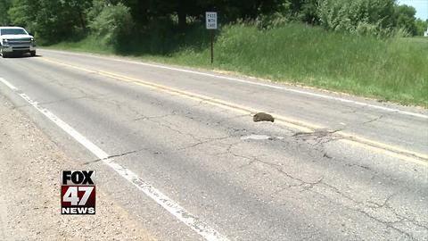 Roadkill littering roadways, what's the policy for picking it up?