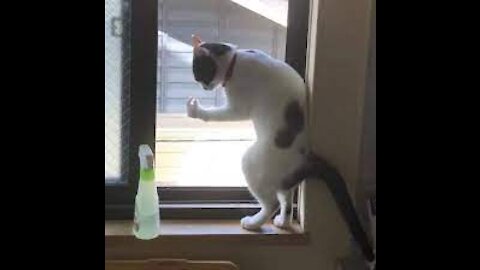 Cute and Funny Cat Videos Compilation