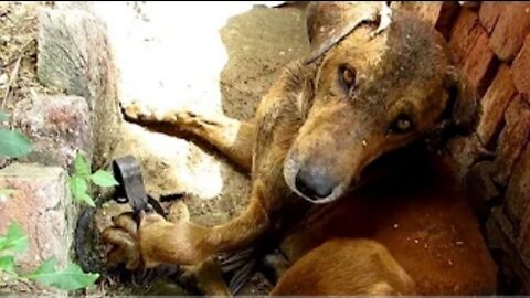 Dog`s Paw Destroyed by Hunter´s Trap but his Courage Prevails