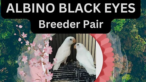 Albino Black Eyes Pair