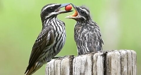 A beautiful mother bird feeding her children...