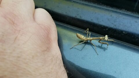 Praying mantis