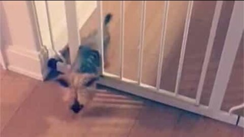 Ninja dog easily slides through gate