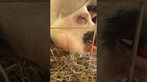 Yummy yummy! #piggy #pig #homesteading #homesteadingfamily #tomatoes #yummy #yummyfood #tastyfood