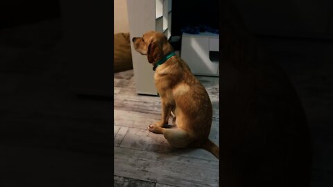 #shorts Смешные Собаки Из Тик Тока 174 Funny Dogs From Tiktok