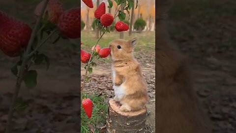 Cute Bunny ♥️♥️♥️ l #shorts l #bunny l @BikisAviary