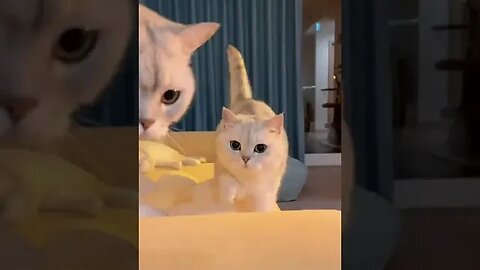 Cute cats are playing and Making Love 🥰 #catslovers #petvideos #petshorts