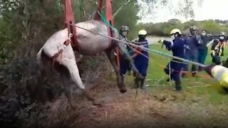 Horse trapped in watery ditch rescued by firefighters